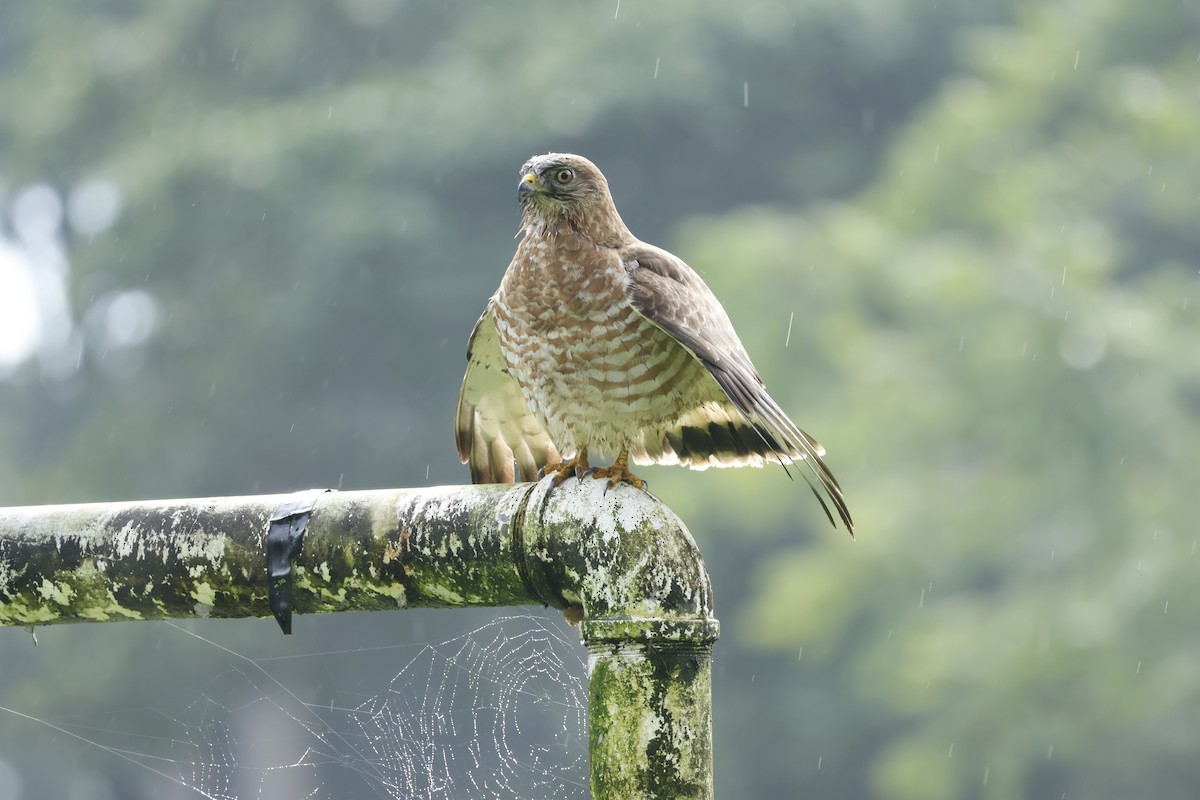 Broad-winged Hawk - ML647400240