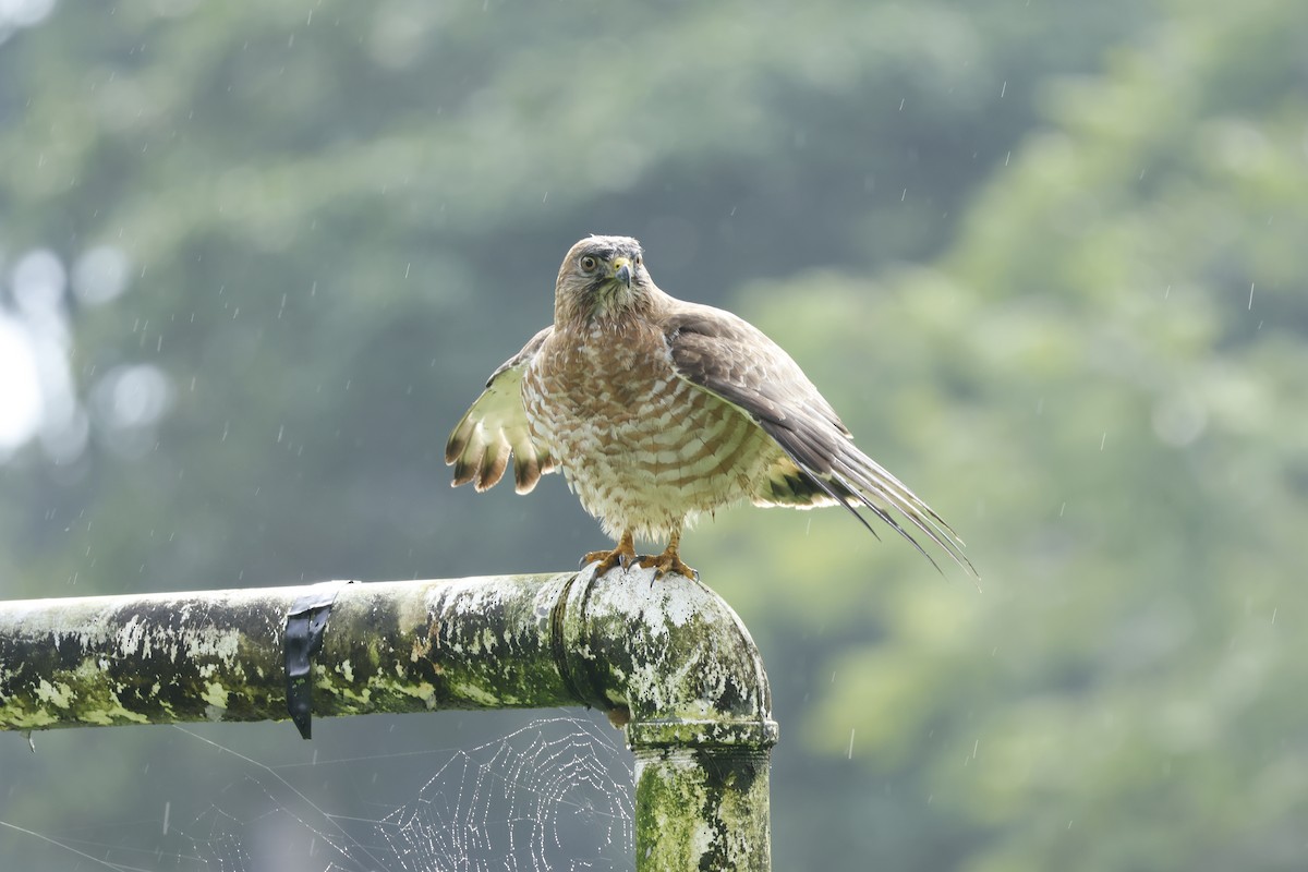 Broad-winged Hawk - ML647400241