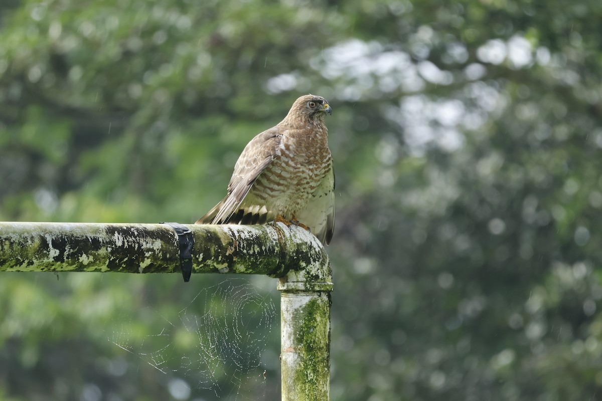 Broad-winged Hawk - ML647400242