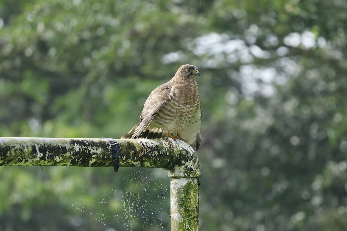 Broad-winged Hawk - ML647400243