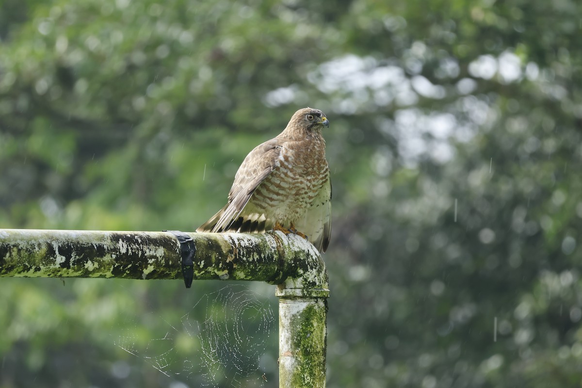 Broad-winged Hawk - ML647400244