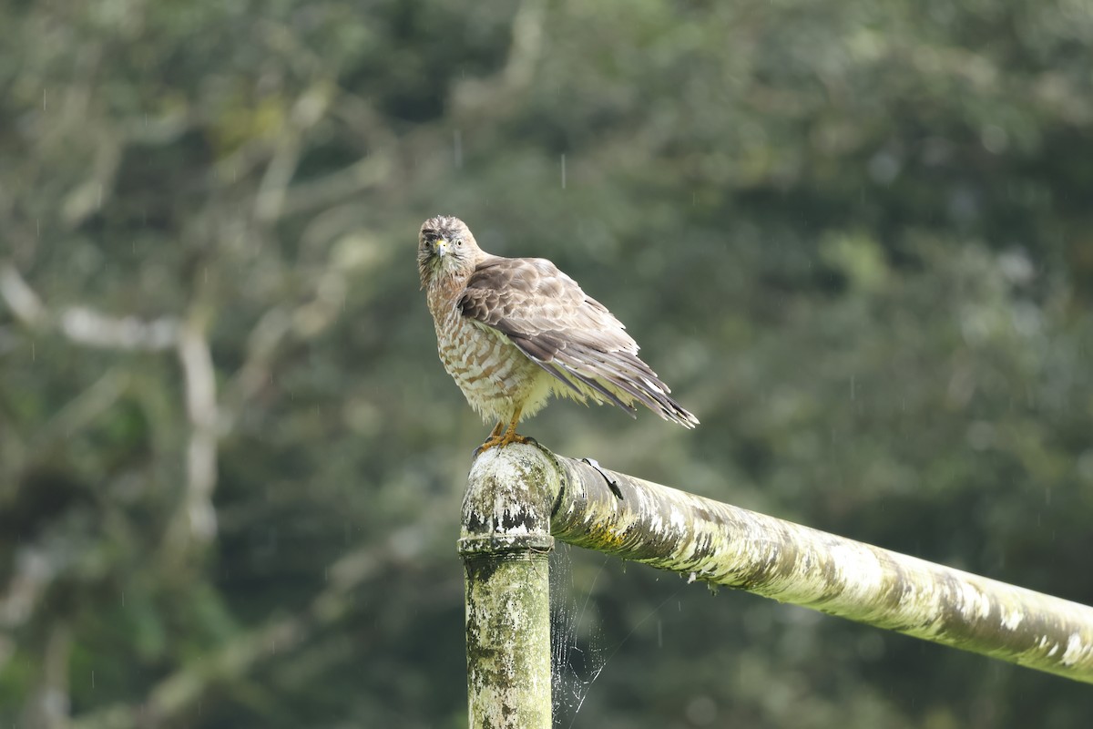Broad-winged Hawk - ML647400245