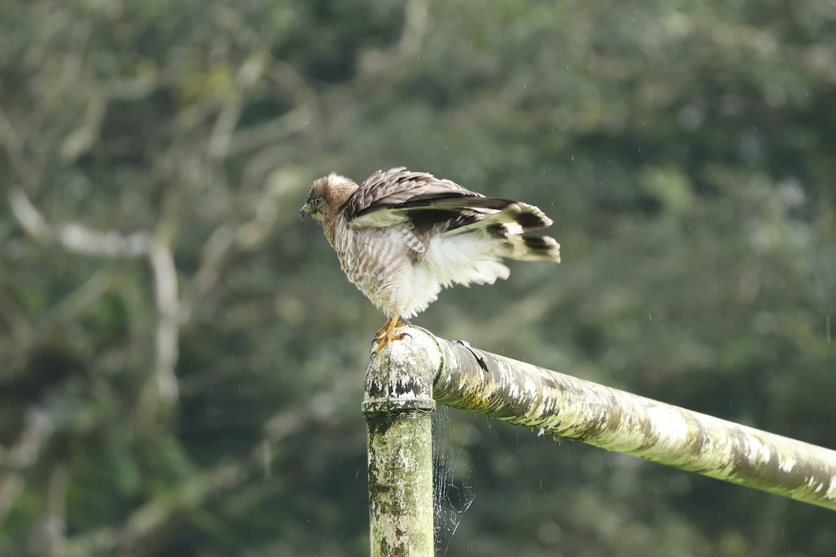 Broad-winged Hawk - ML647400246