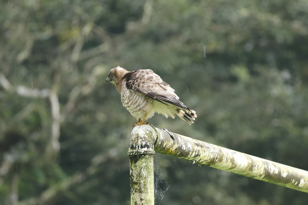 Broad-winged Hawk - ML647400247