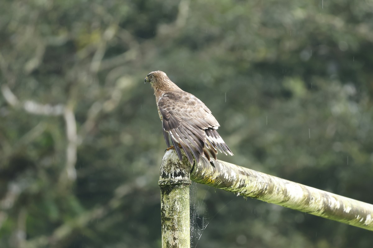 Broad-winged Hawk - ML647400248