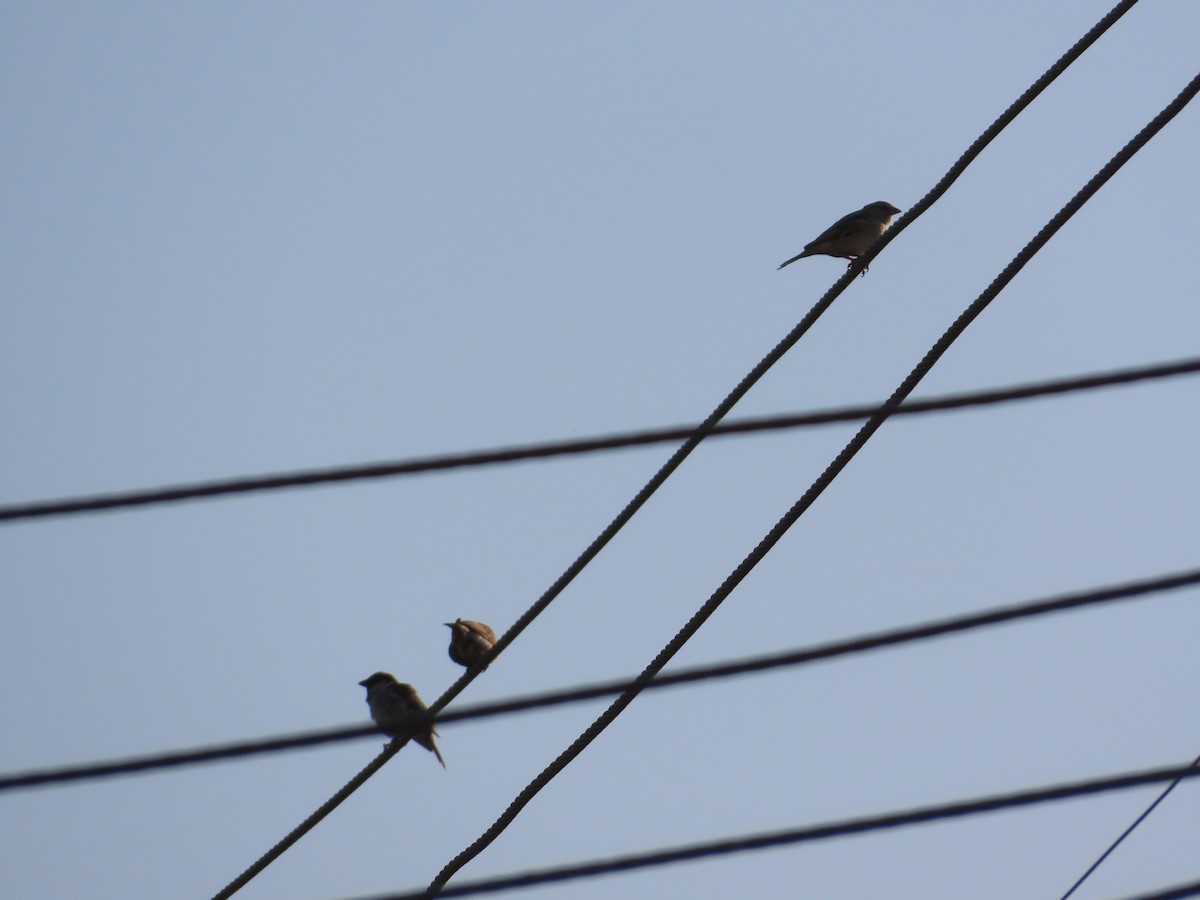 gråspurv - ML647400254