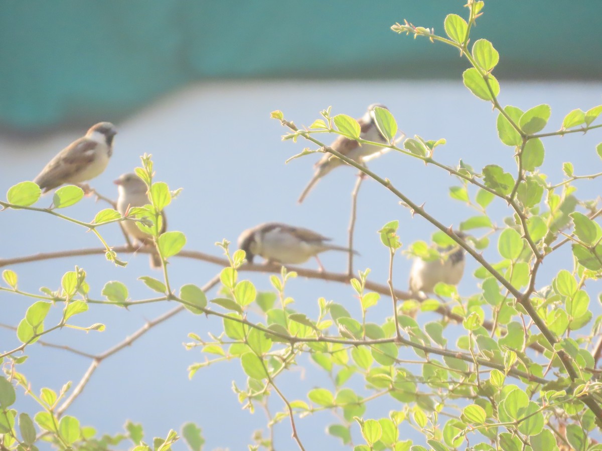 gråspurv - ML647400256