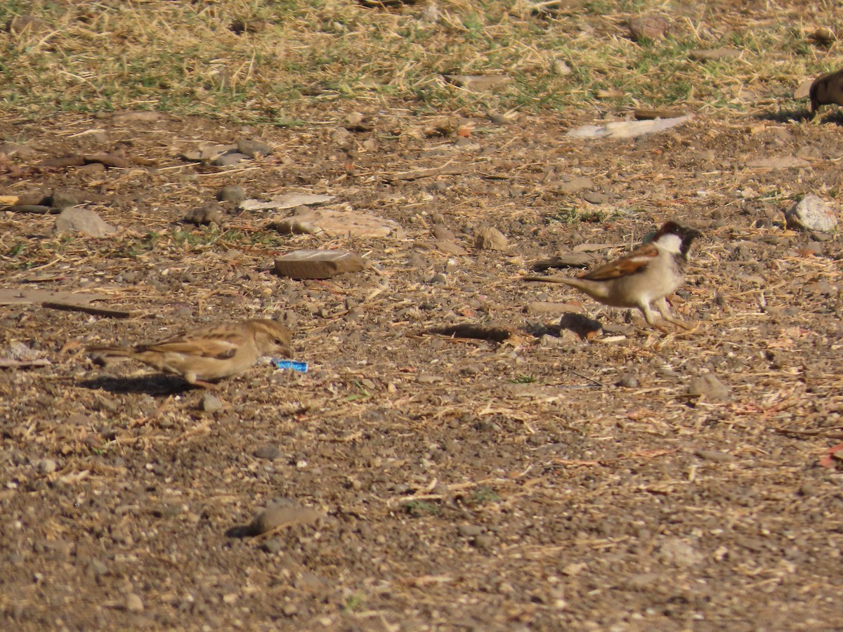 gråspurv - ML647400259