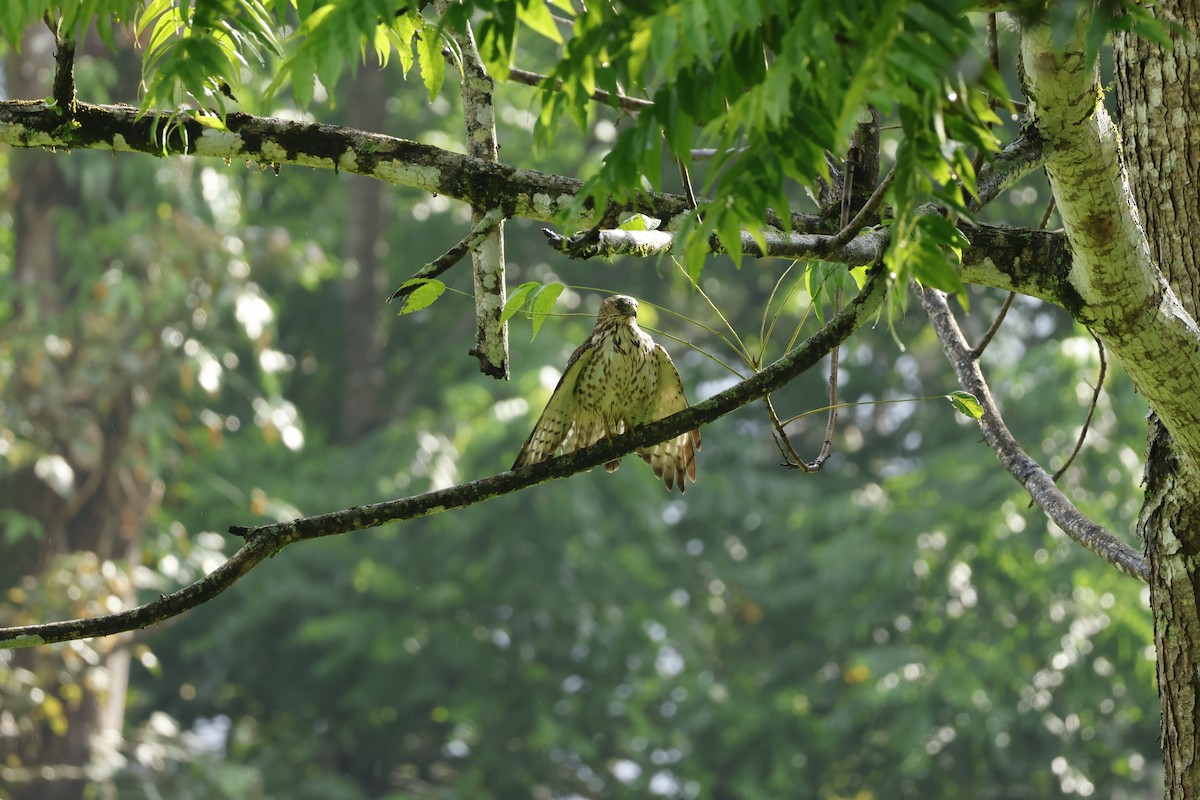 Broad-winged Hawk - ML647400265