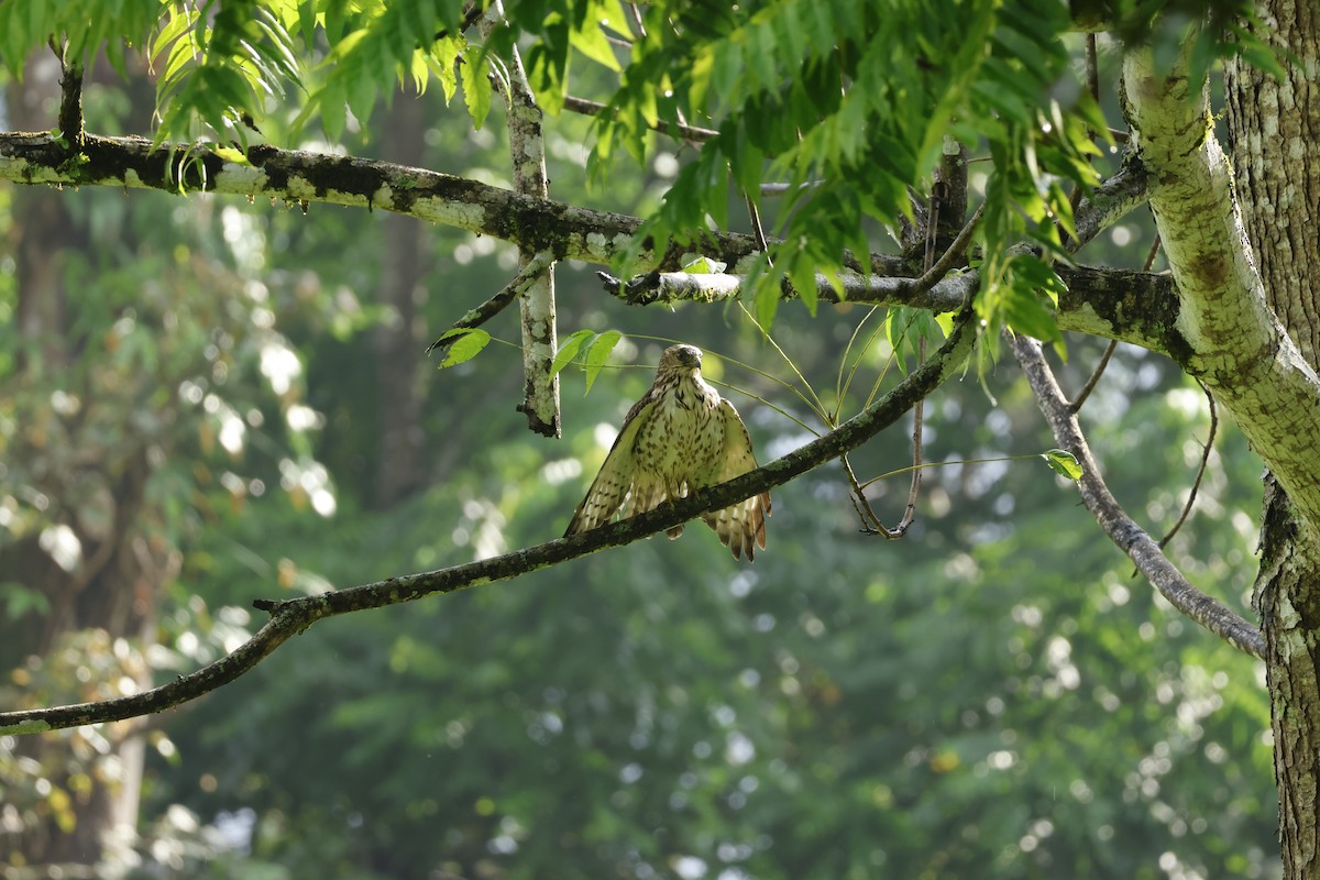 Broad-winged Hawk - ML647400266