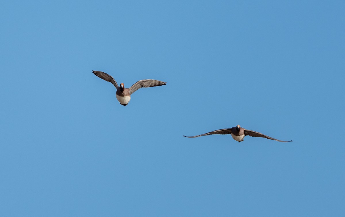 Eurasian Wigeon - ML647400269
