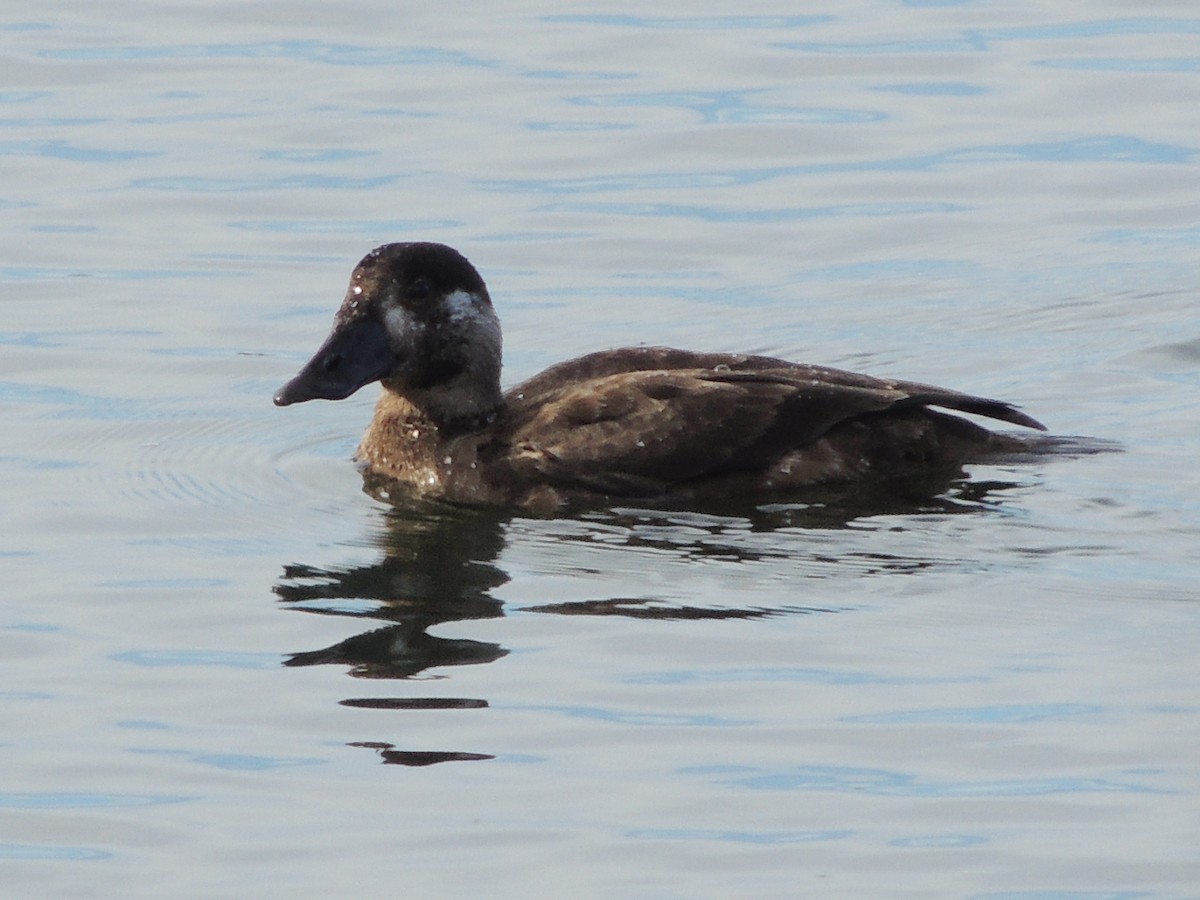 turpan pestrozobý - ML647400270