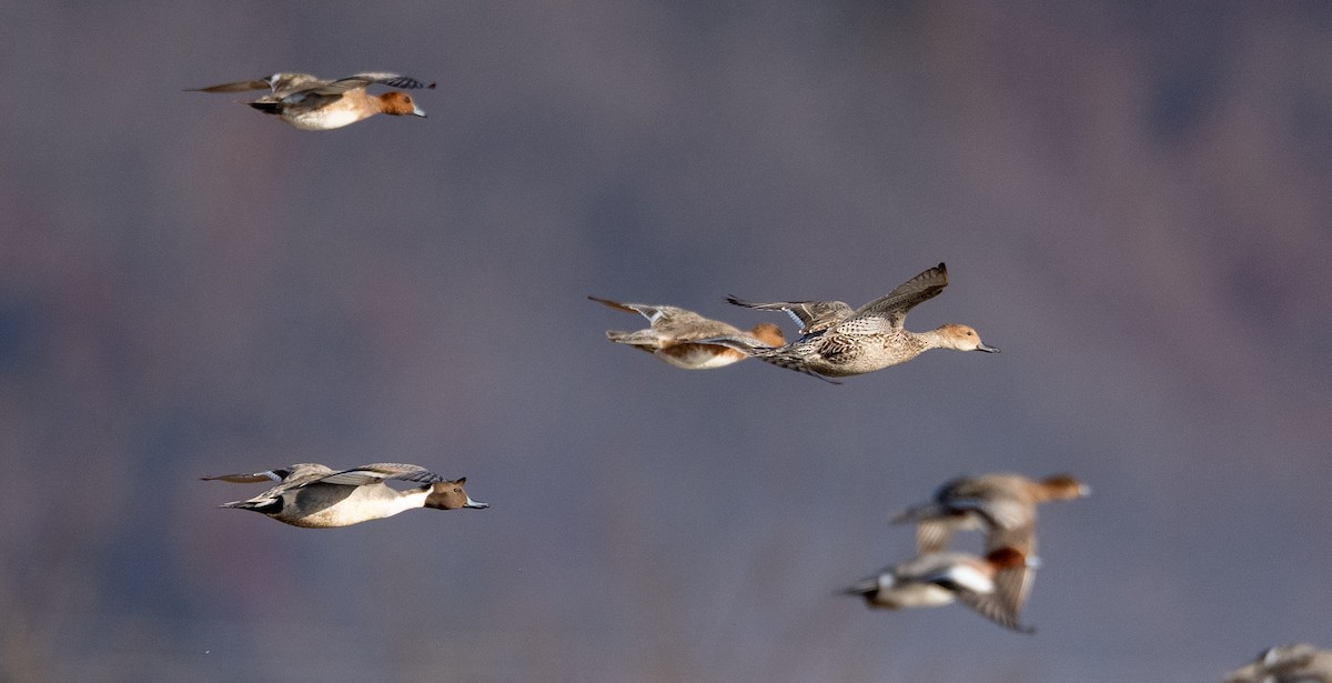 Northern Pintail - ML647400276