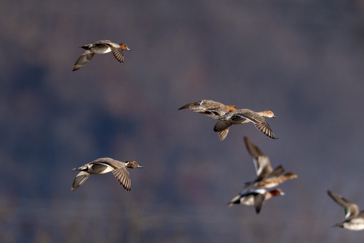 Northern Pintail - ML647400277