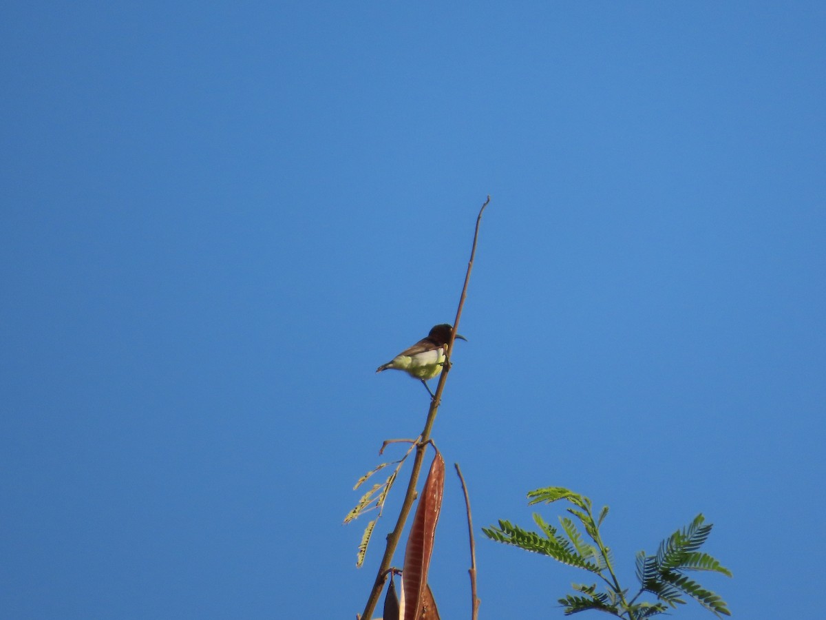 Purple-rumped Sunbird - ML647400286