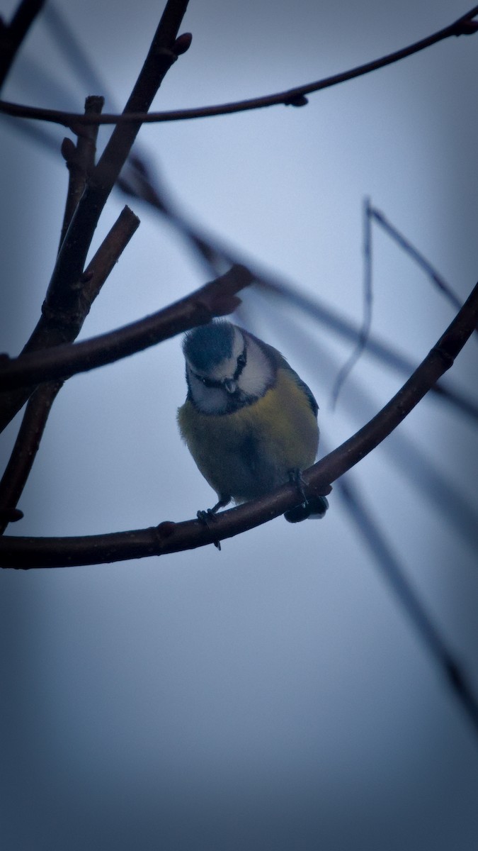Eurasian Blue Tit - ML647400289