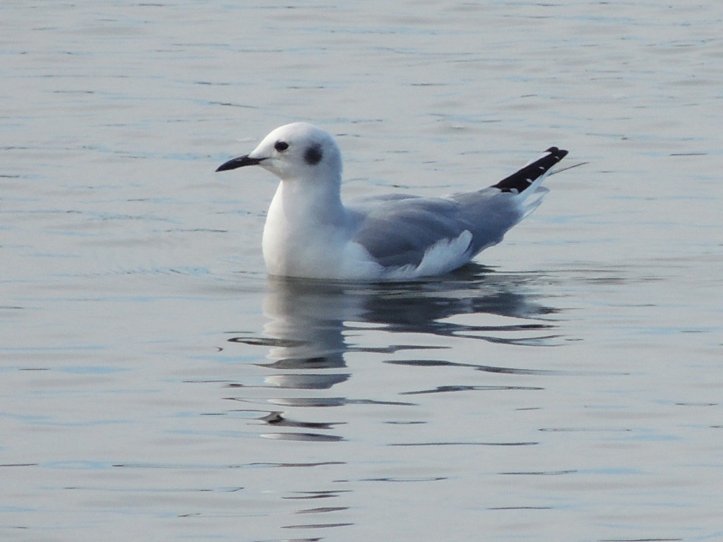 racek Bonapartův - ML647400290