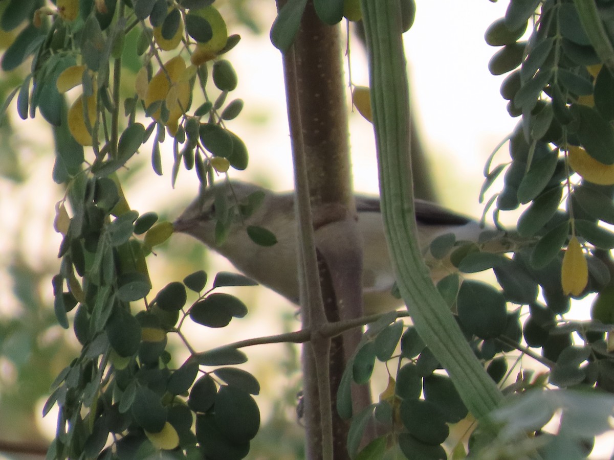 budníček zelený - ML647400291