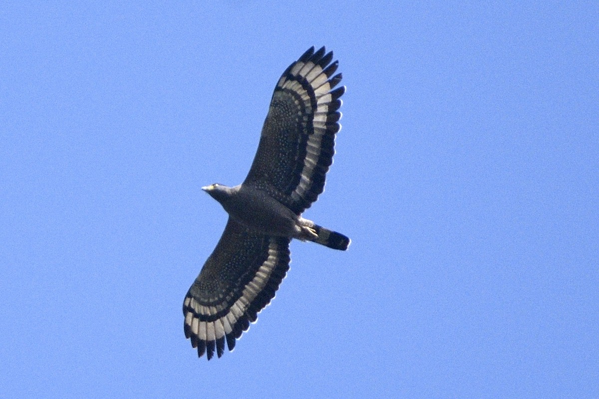 Culebrera Chiíla - ML647400305