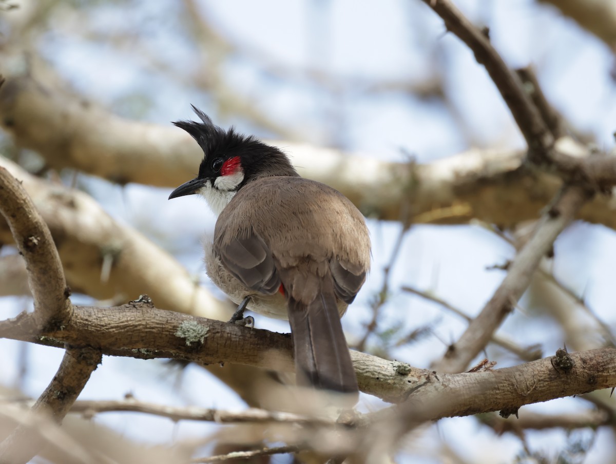 紅耳鵯 - ML647400310