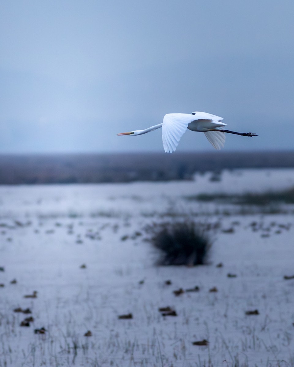 egretthegre - ML647400323