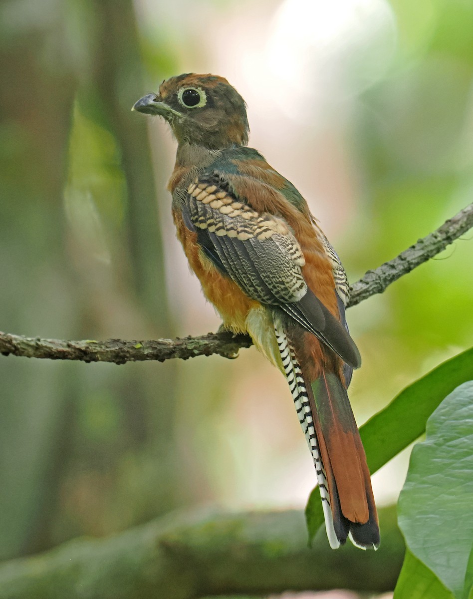 Amazonian Black-throated Trogon - ML647400326