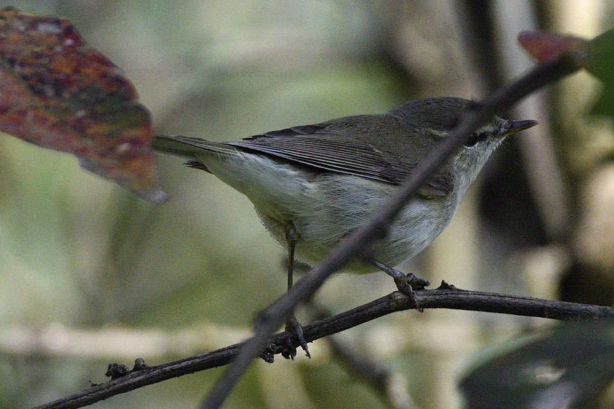 budníček zelený - ML647400329