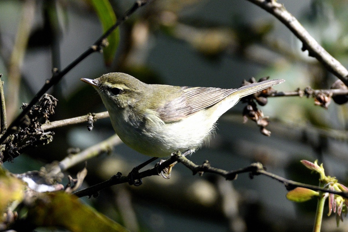 budníček zelený - ML647400330