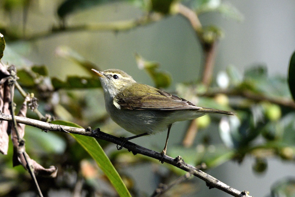 budníček zelený - ML647400331