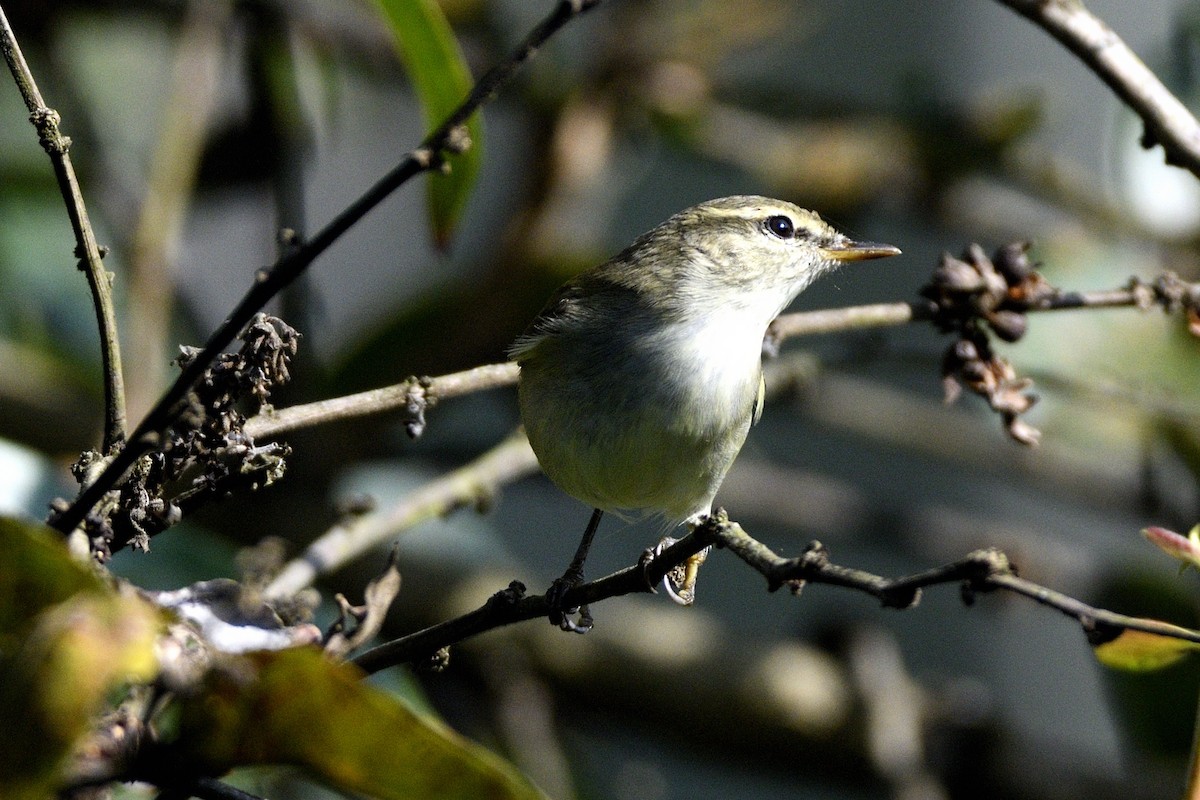budníček zelený - ML647400332