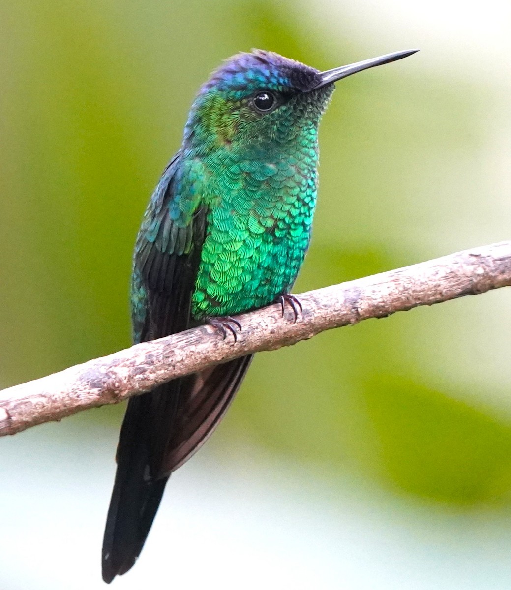 Violet-capped Woodnymph - ML647400337