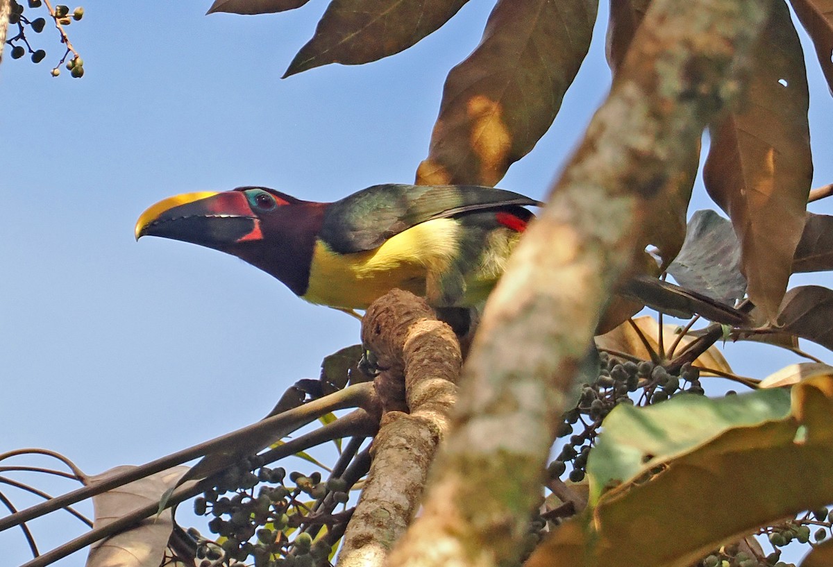 Green Aracari - ML647400338