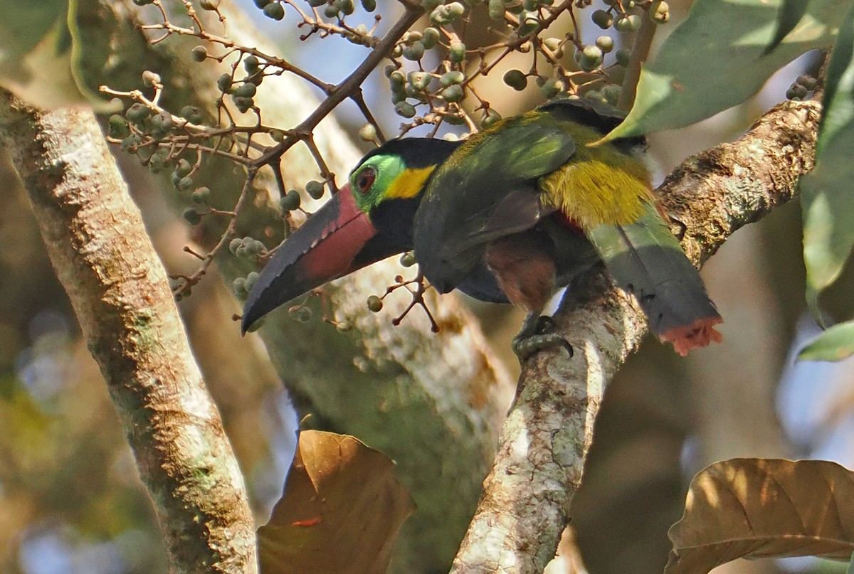 Guianan Toucanet - ML647400341