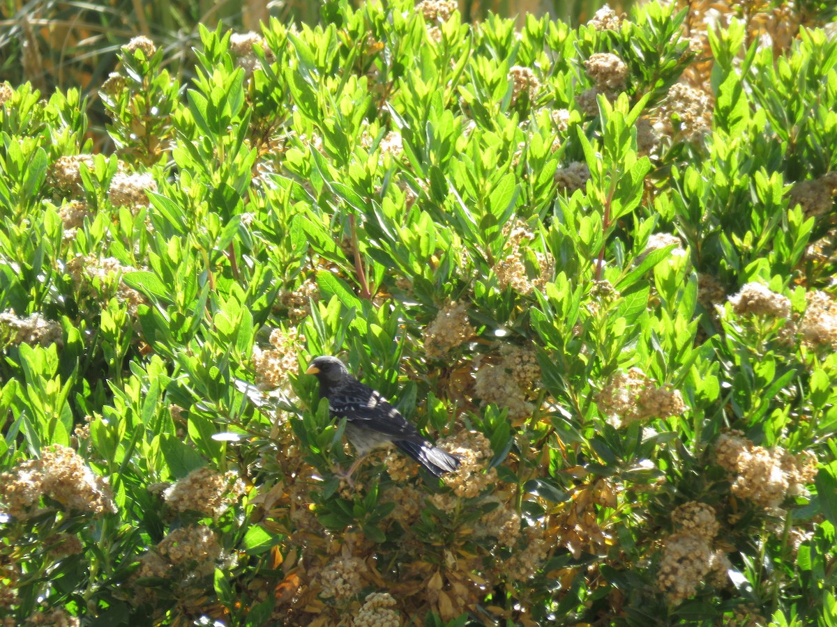 Mourning Sierra Finch - ML647400362