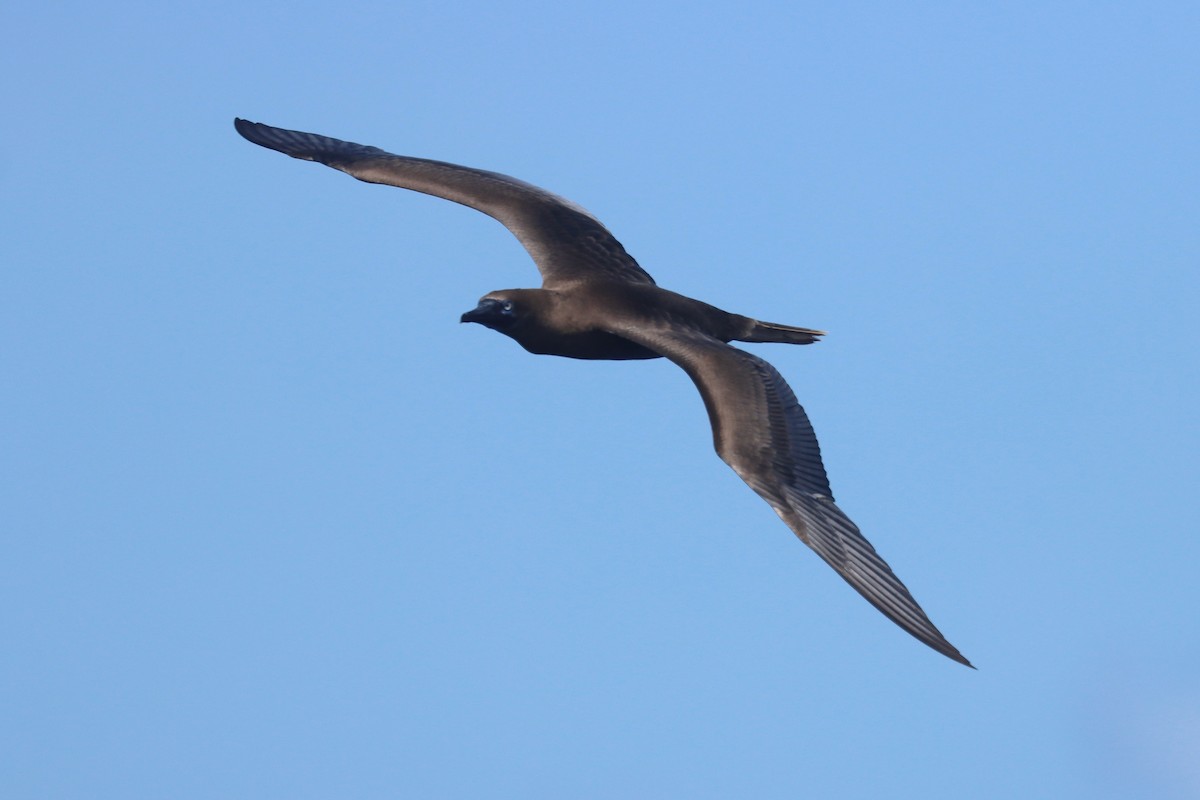 アカアシカツオドリ - ML647400368