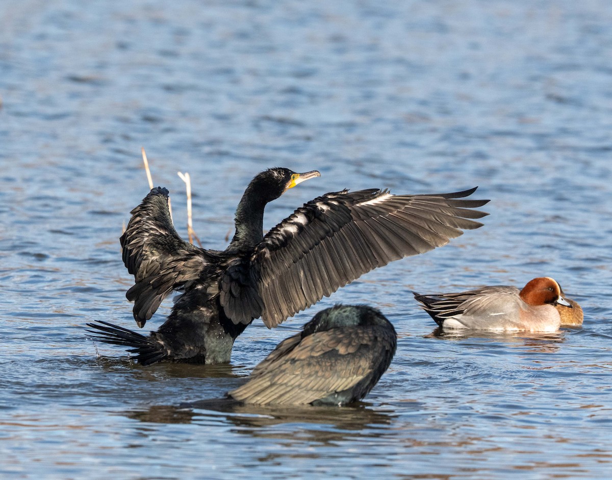 鸕鷀 - ML647400372