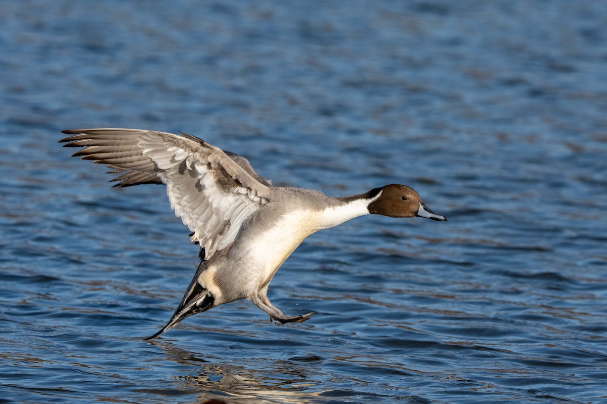 尖尾鴨 - ML647400378