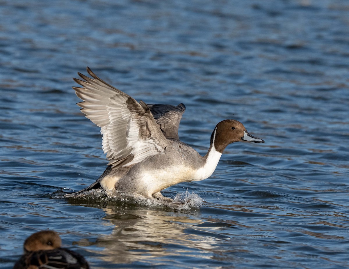 尖尾鴨 - ML647400379