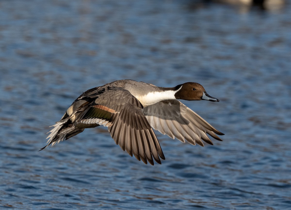 尖尾鴨 - ML647400385