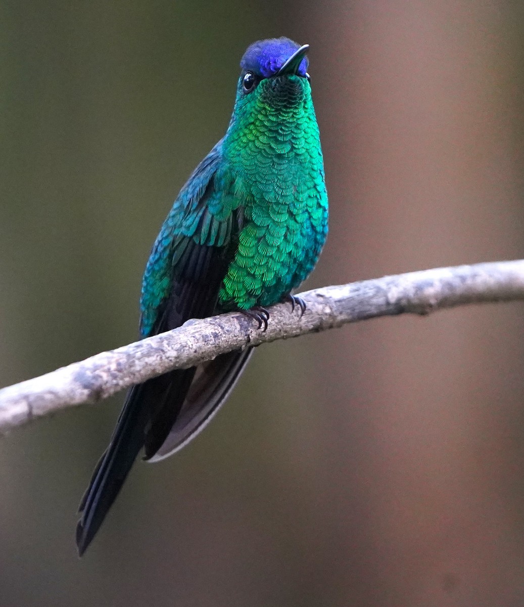 Violet-capped Woodnymph - ML647400386