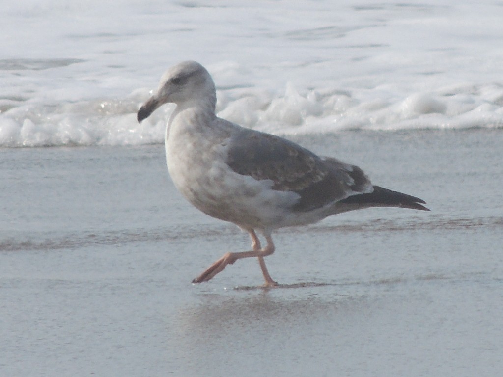 racek západní - ML647400387