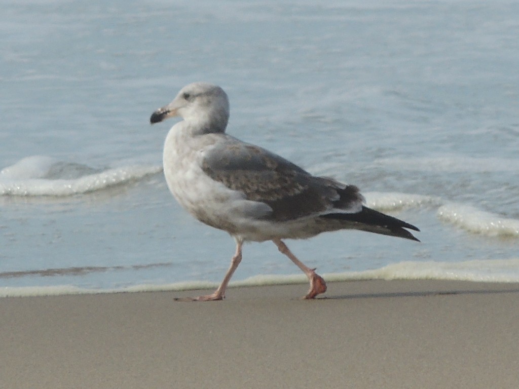 racek západní - ML647400394