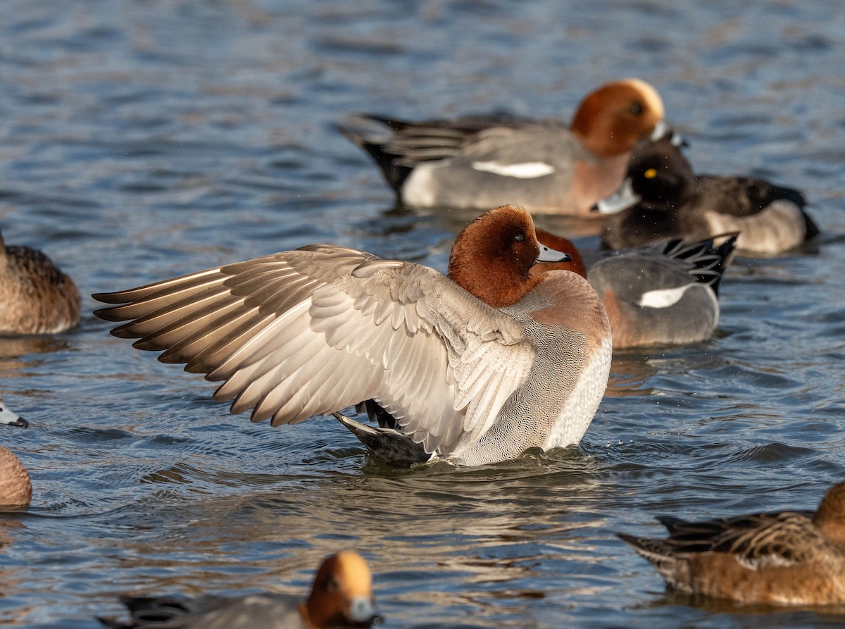 赤頸鴨 - ML647400397