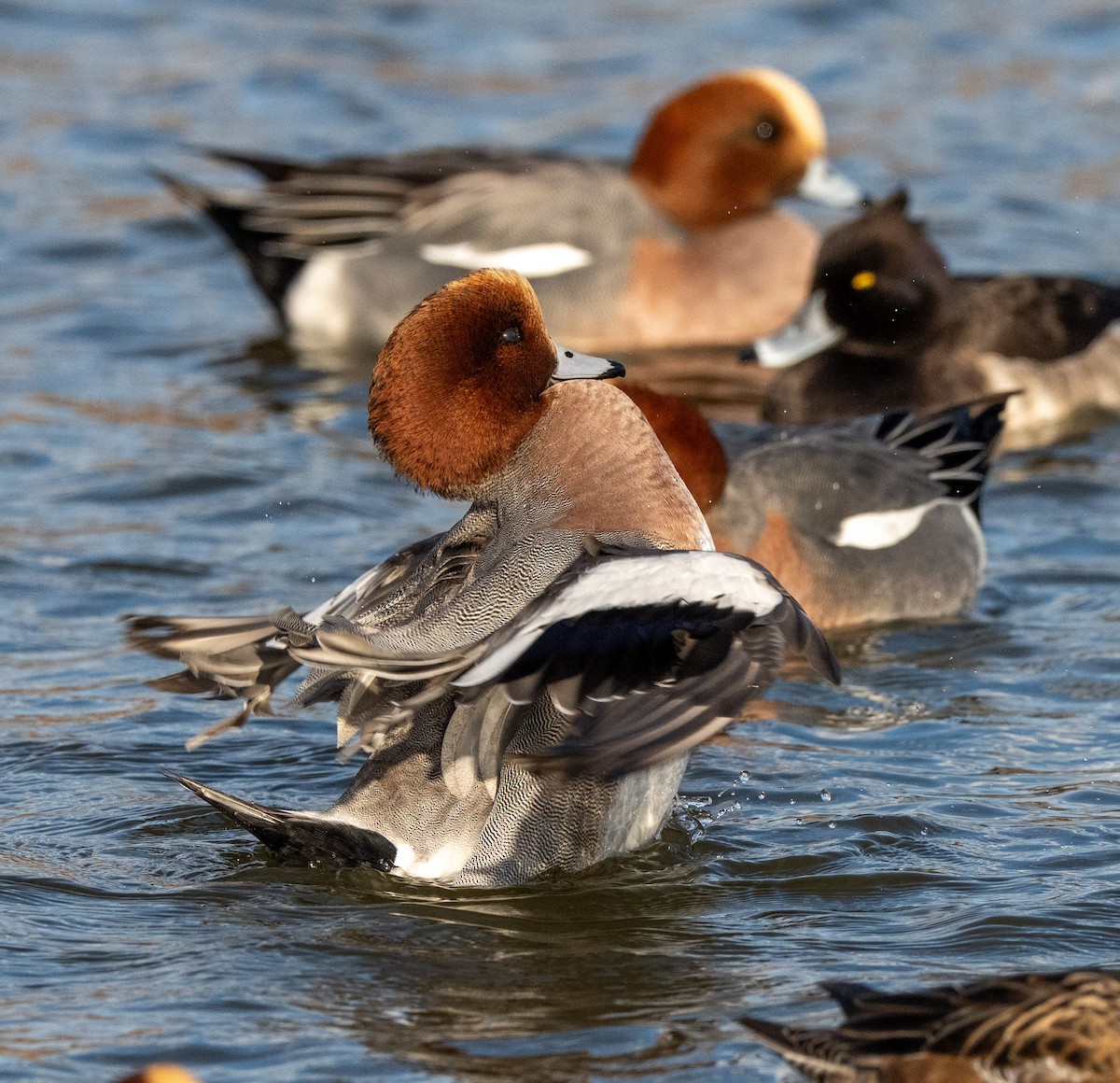 赤頸鴨 - ML647400401