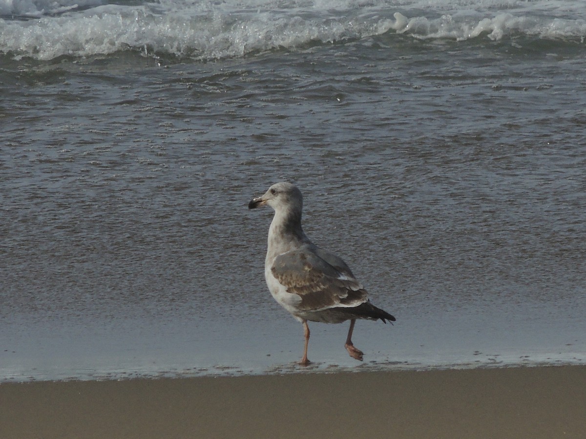 racek západní - ML647400402