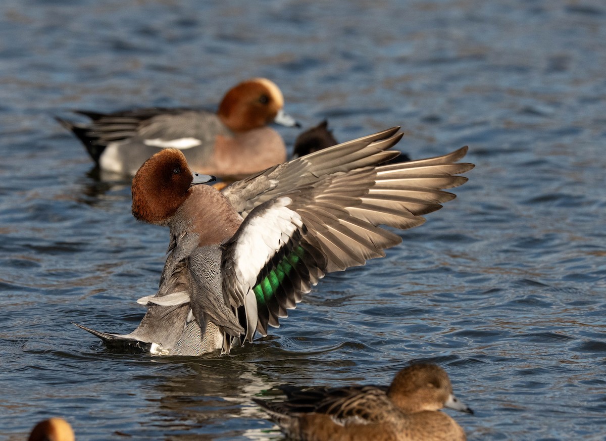 赤頸鴨 - ML647400404
