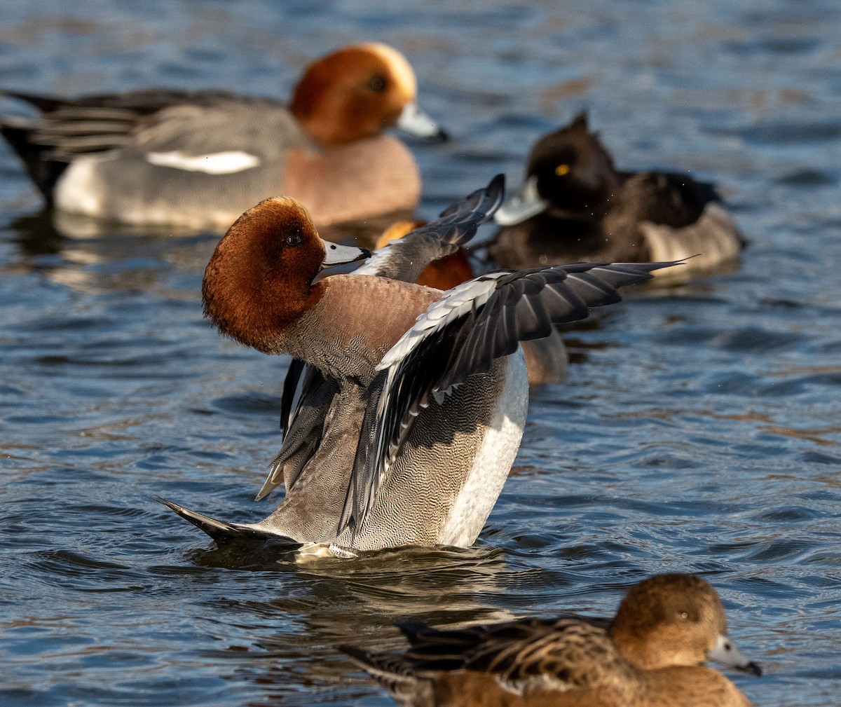 赤頸鴨 - ML647400419