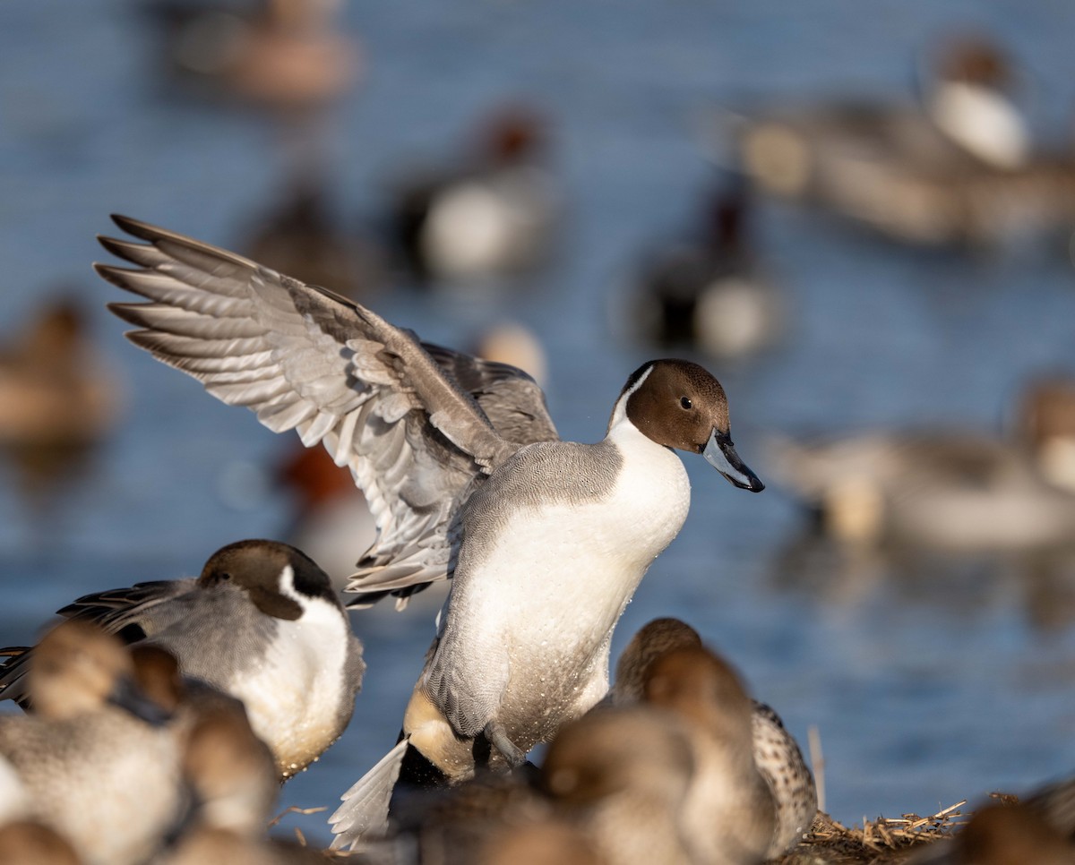 尖尾鴨 - ML647400420