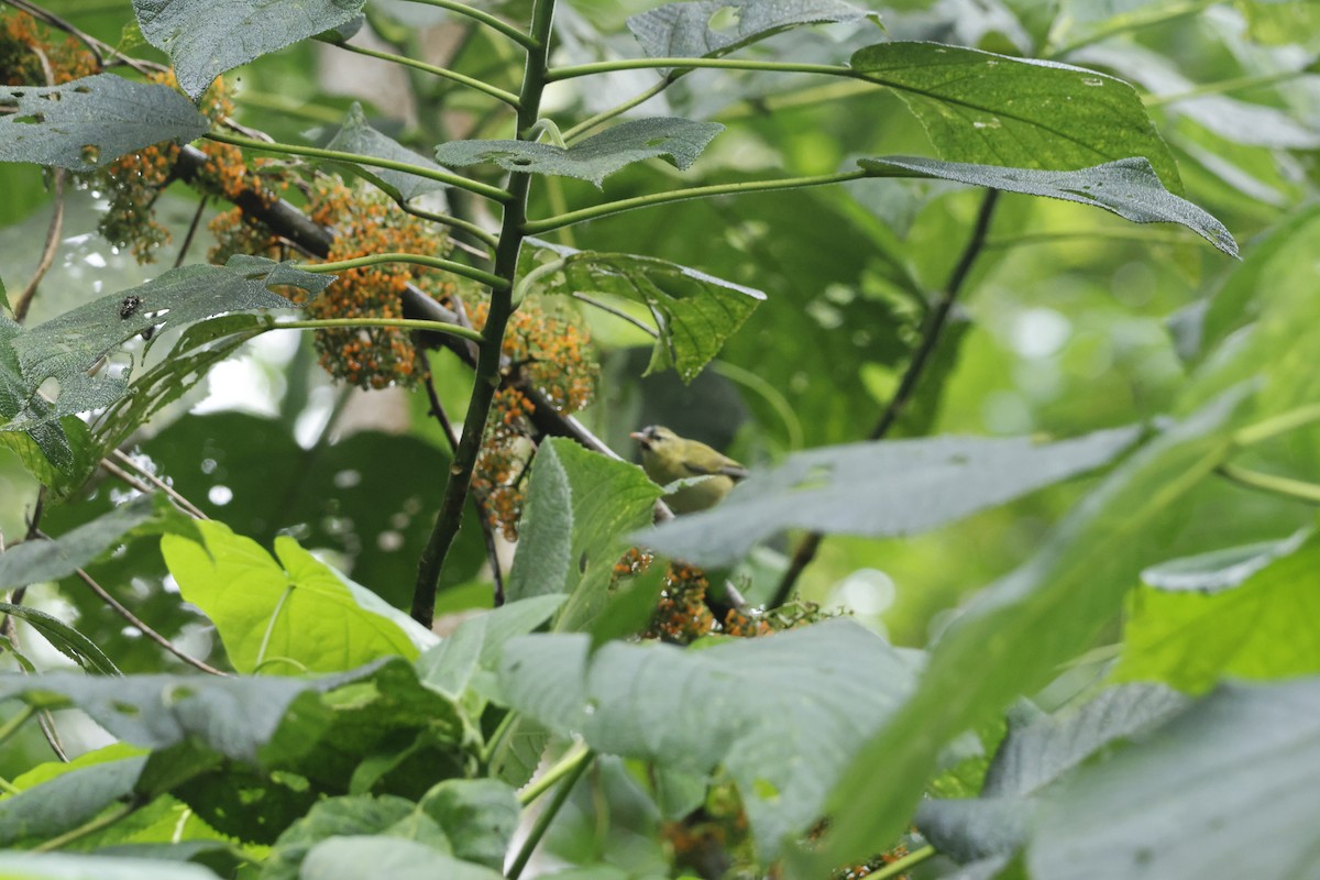 Golden-winged Warbler - ML647400421