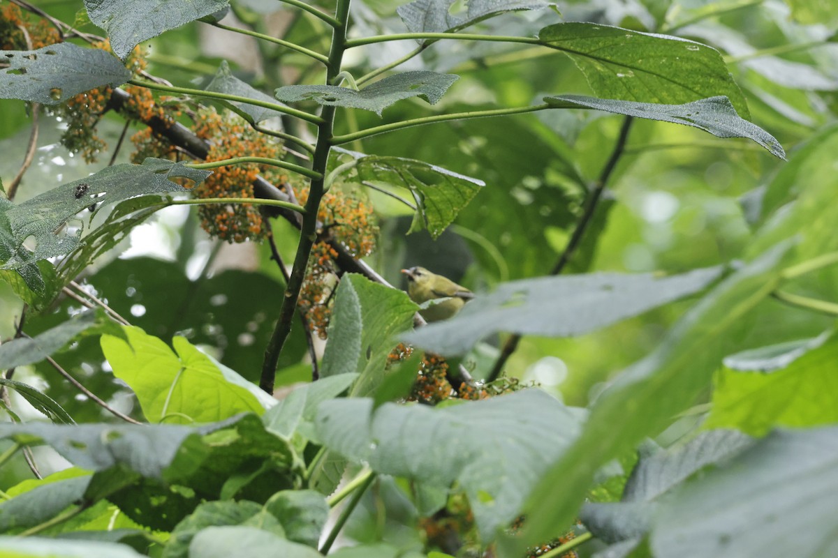 Golden-winged Warbler - ML647400422